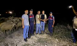 Kaybolan koyun sürüsünü jandarma buldu
