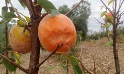 Kozan'da fırtına, hurma bahçelerine zarar verdi
