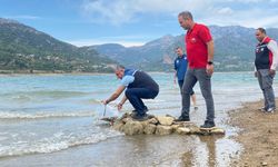 Kozan'da yavru sazanlar su kaynaklarıyla buluşturuldu