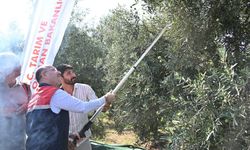 Osmaniye'de zeytin hasadında 107 bin ton rekolte beklentisi