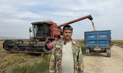Silifke'de çeltik hasadı başladı