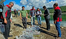Sumbas'ta yavru sazanlar suyla buluştu