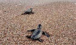 Uzay Kongresi'nin maskotu caretta caretta
