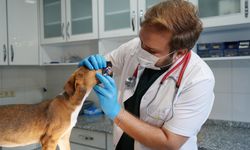 Yangında kurtarılan köpekler yuva bekliyor