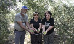 Zeytin desteği çiftçinin yüzünü güldürüyor