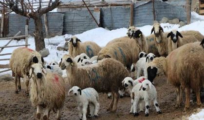 Bayburt’ta koyunların kuzulamaya başlamasıyla ağıllarda tatlı bir telaş yaşanıyor