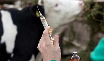 Denizli’de hayvan hastalıklarına karşı aşı takvimi açıklandı