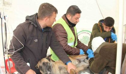 Depremde yaralanan hayvanlar için tedavi merkezi kuruldu