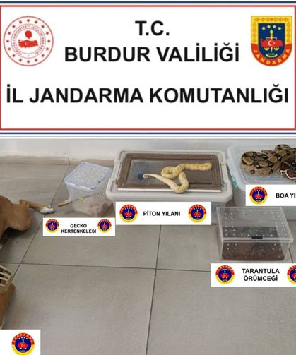 Evde yılan, örümcek ve kertenkele ele geçirildi