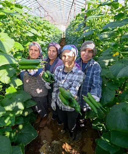 Mersin'de üreticiye fide dağıtıldı