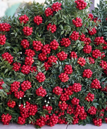 Yılbaşı çiçeği kokina 500 liradan başlayan fiyatlarla vitrinlerde