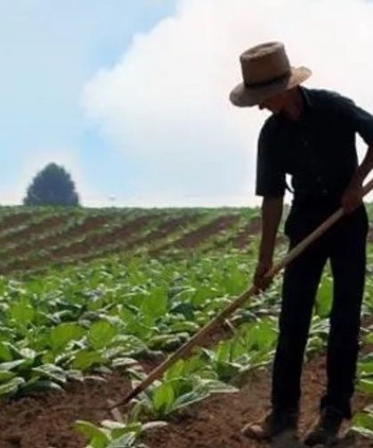 Mersin Çiftçileri 2025’te Ne Ekiyor?