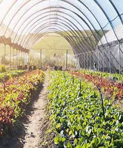 Mersin Seracılık Rehberi – En Verimli Bölgeler