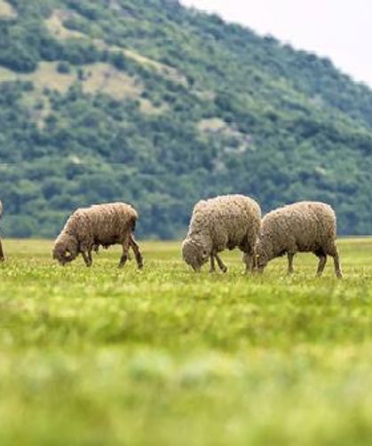 Mersin Çobanlık Mesleği Yeniden Canlanıyor
