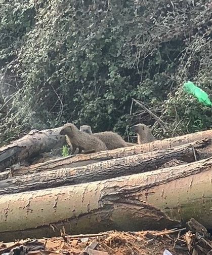 Erdemli’de Merkeze Kadar İndiler: Sansar Ailesi Mahalle Arasında Görüntülendi