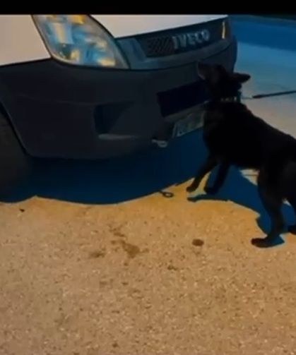 Hatay'da 11 kilo 200 gram skunk ele geçirildi; 1 tutuklama