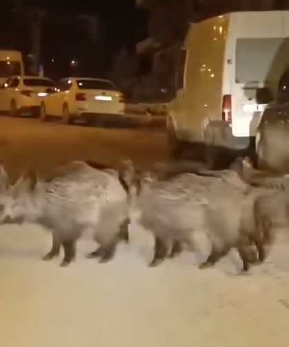 Hatay'da yaban domuzu sürüsü yerleşim yerine indi