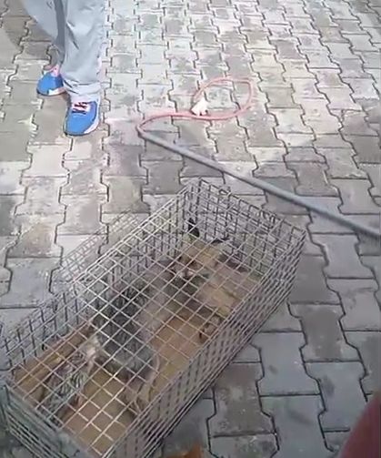 Hatay'da yaralı tilki tedaviye alındı