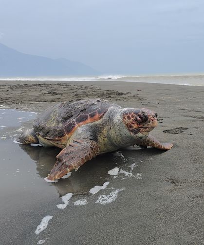 Nesli tehlike altındaki yeşil deniz kaplumbağası sahilde ölü bulundu