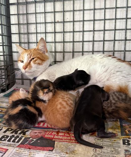 Gebe köpek öldü, yavrulara anne kedi sahip çıktı