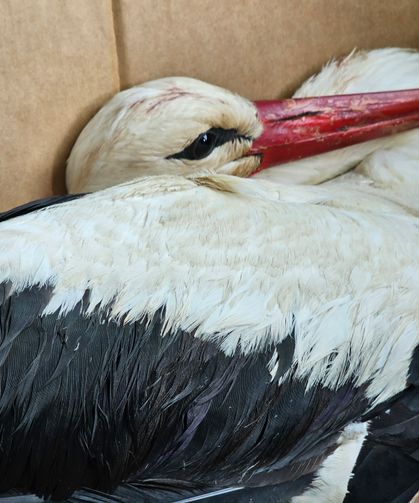 Göç yolundaki 2 leylek av tüfeğiyle vuruldu