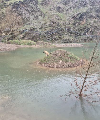 Suyla çevrili alanda mahsur kalan köpeği itfaiye eri kurtardı