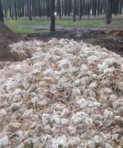 Tarsus'ta ormana çok sayıda tavuk ölüsü atıldı