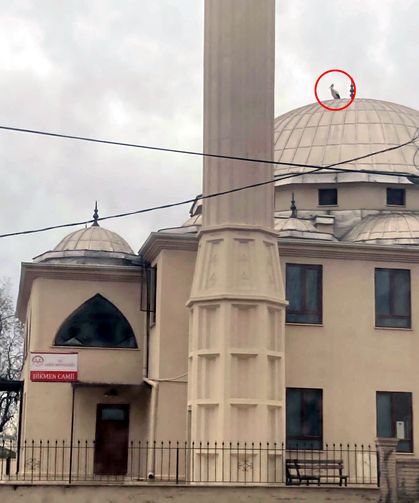 Yaban hayatı gözlemcisinden leyleğin bozulan yuvası için çağrı (2)