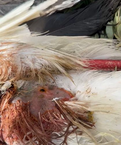 Göç yolundaki 5 leylek tüfekle vuruldu