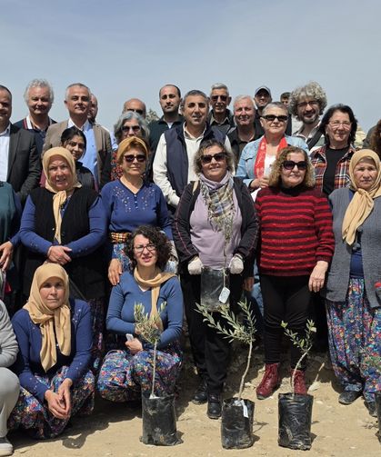 Mut'ta kadim zeytin fidanları toprakla buluştu