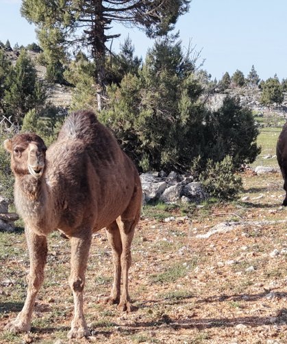 Yörüklerin yayla göçü başladı