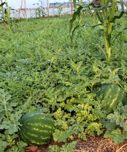 'Fiyatı sorulmayan' karpuzun hasadı başladı