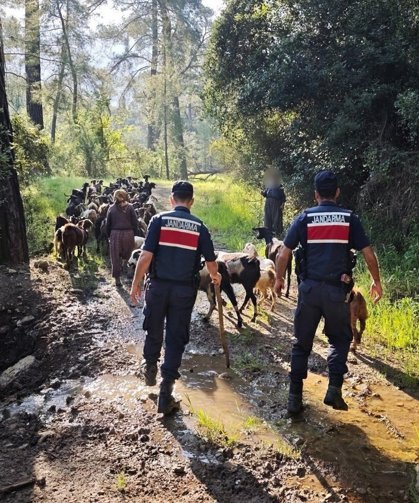 Kayıp 41 keçiyi, jandarma bulup sahibine teslim etti