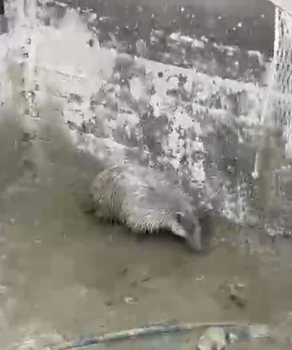 Havuzda mahsur kalan porsuk, itfaiye tarafından kurtarıldı