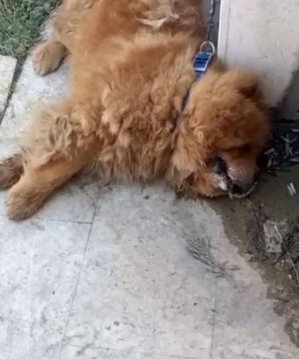 Köpeğin eziyet sonucu öldüğü iddiasına ilişkin 1 gözaltı