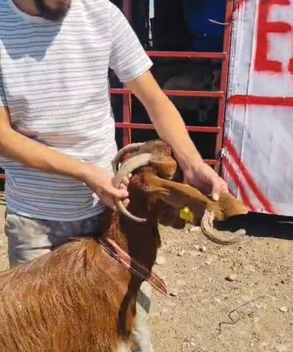 Kulağında boynuz çıkan keçi görenleri şaşırttı