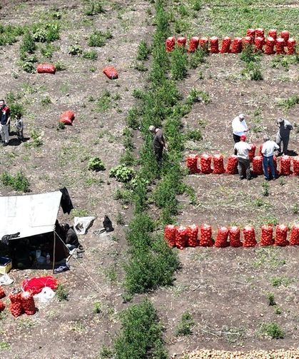 Osmaniye'de soğan hasadı başladı