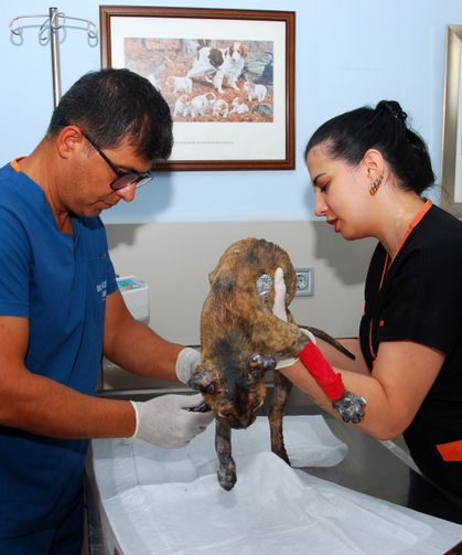 Alevlerin arasında kalan kedi 'Luna', tedaviye alındı