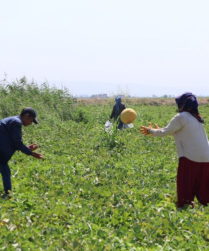 HBB'den vatandaşlara 100 ton kavun