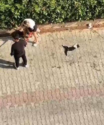 Ağızlıksız gezdirilen pitbull, kediyi öldürdü; sahibi, 'polisi aramayın' dedi