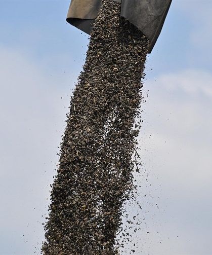 Osmaniye'de ayçiçeğinde 44 bin 650 ton rekolte bekleniyor