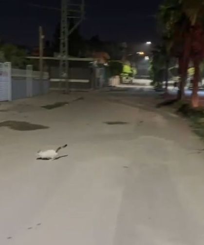 Ağaçta 24 saat mahsur kalan kedi kurtarıldı