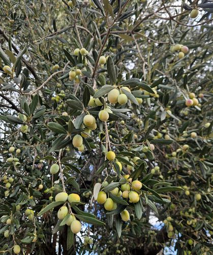 Antalya'da 'var yılı' olan zeytinde hasat zamanı