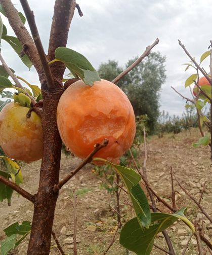 Kozan'da fırtına, hurma bahçelerine zarar verdi