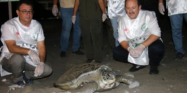 Mersin'de 47 Deniz Kaplumbağası Tedavilerinin Ardından Denize Bırakıldı