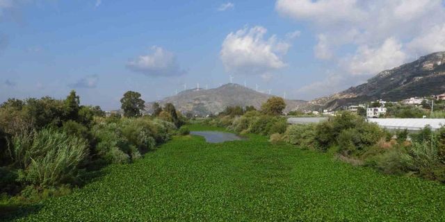 Asi Nehri’ni su sümbülleri kapladı