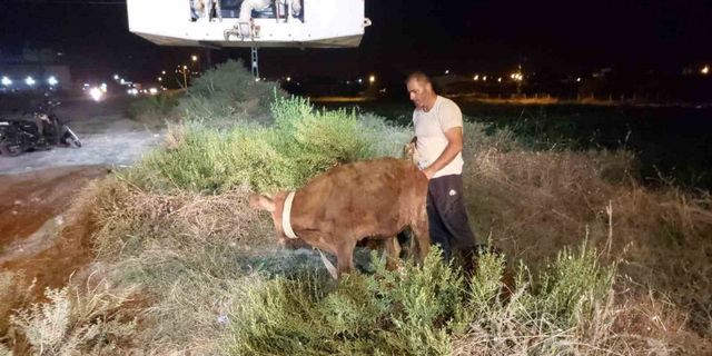 Kuyuya düşen dana itfaiye ekipleri tarafından kurtarıldı