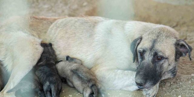 Tarsus’ta uçurumun kenarında mahsur kalan köpek ve yavruları belediye ekiplerince kurtarıldı