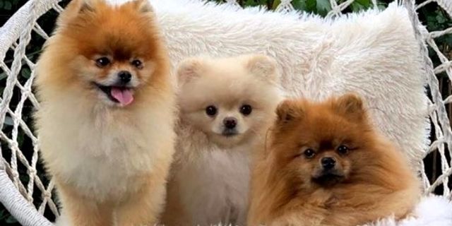 Sevimlilik Üzerine Bir Servet: Pomeranian Boo Köpekleri Neden Bu Kadar Pahalı?"