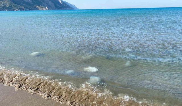 Akdeniz’in Hatay kıyılarında ölü denizanaları kıyıya vurdu